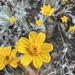 Eriophyllum - Photo (c) Susan Fawcett,  זכויות יוצרים חלקיות (CC BY-NC), הועלה על ידי Susan Fawcett