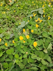Arachis duranensis
