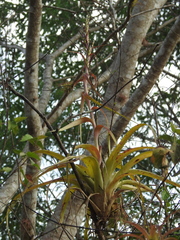 Tillandsia polystachia