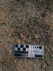 Sylvilagus cunicularius