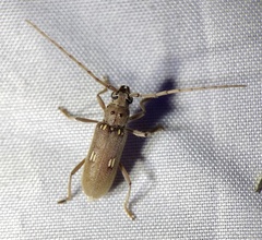 Eburia mutica