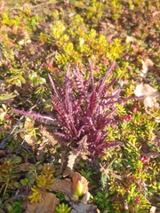 Pedicularis lanata