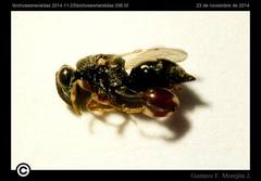 Chalcididae