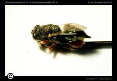 Chalcididae