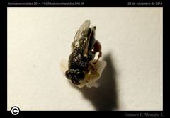 Chalcididae