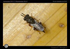Chalcididae