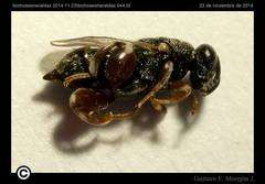 Chalcididae