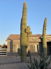 Carnegiea gigantea
