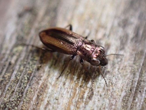 How to identify Notiophilus sylvaticus Eschscholtz, 1833