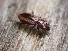 Notiophilus sylvaticus