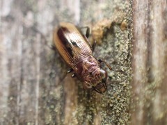 Notiophilus sylvaticus