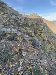 Eriophyllum congdonii