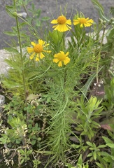 Asteraceae