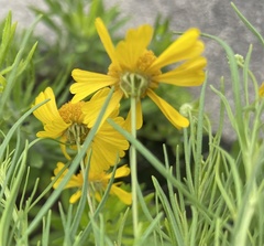 Asteraceae