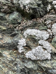 Punctelia stictica