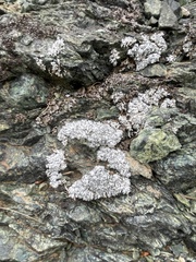 Punctelia stictica