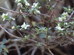 Philadelphus texensis