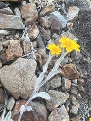 Eriophyllum congdonii