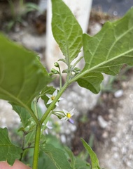 Solanum