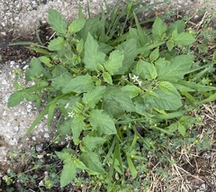 Solanum