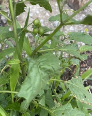 Solanum