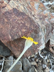 Eriophyllum congdonii