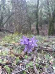 Dichelostemma congestum
