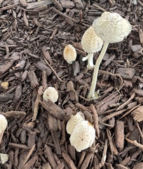 Agaricales
