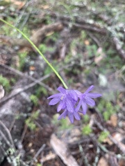 Dichelostemma congestum