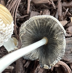 Agaricales