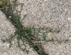 Polygonaceae