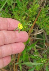 Linum floridanum