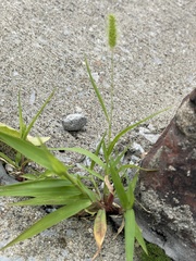 Poaceae