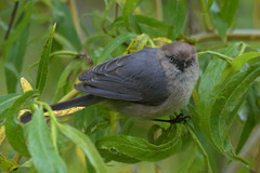 Psaltriparus minimus minimus