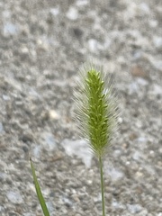 Poaceae
