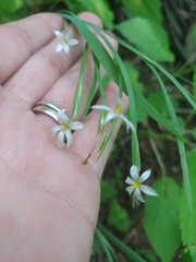 Sisyrinchium dichotomum