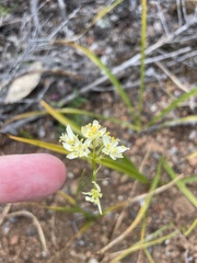 Toxicoscordion fontanum