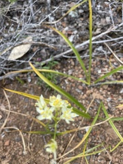 Toxicoscordion fontanum