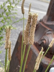Plantago lanceolata