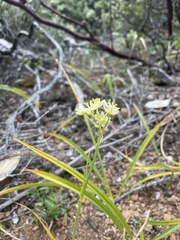 Toxicoscordion fontanum