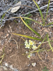 Toxicoscordion fontanum