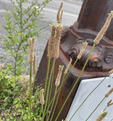 Plantago lanceolata
