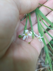 Sisyrinchium dichotomum