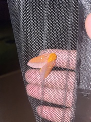 Anisota pellucida