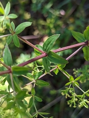 Galium sparsiflorum
