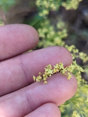 Galium sparsiflorum