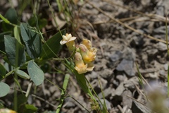 Lathyrus sulphureus