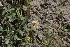 Lathyrus sulphureus