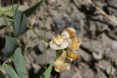 Lathyrus sulphureus