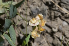 Lathyrus sulphureus